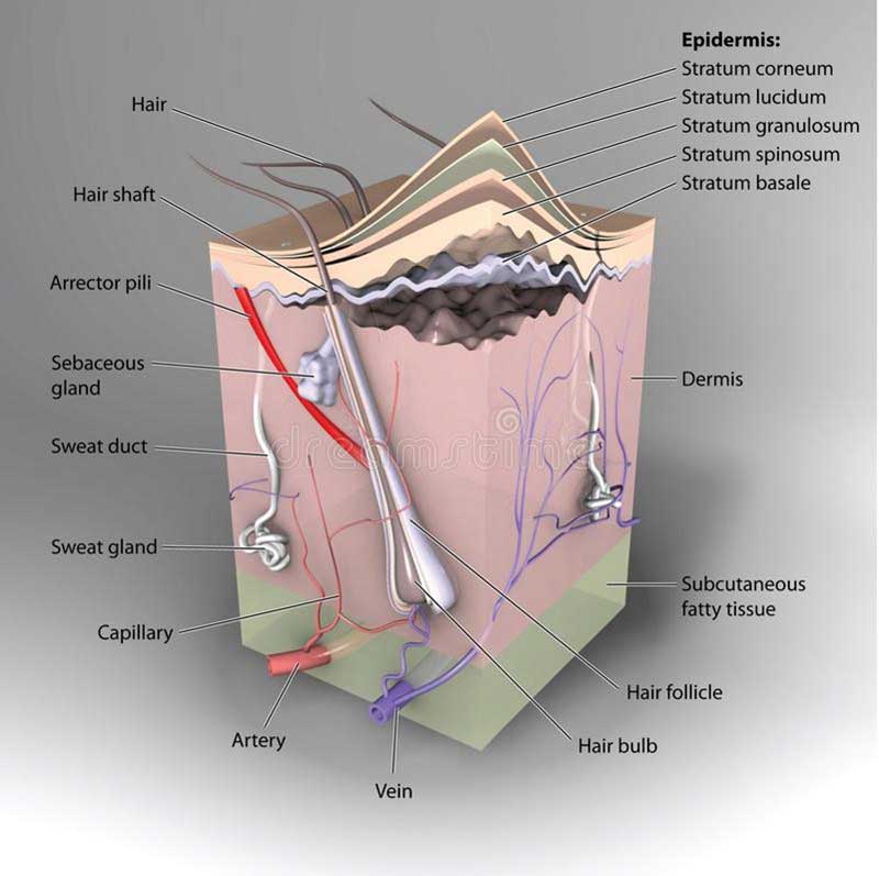 Plastic Surgery After Weight Loss